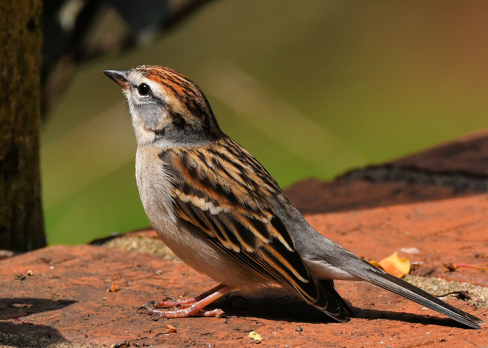 Chipping sparrow